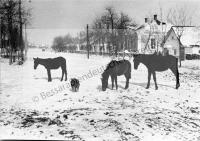  Postkarte - Tarutino, Fohlen auf der Straße ca. 1936