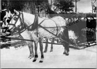  Postkarte - Schlittenfahrt in Schabo