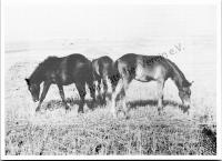  Postkarte - Das Kolonistenpferd 1