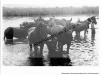  Postkarte - Das Kolonistenpferd 2