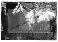  Postkarte - Das Kolonistenpferd 3