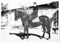  Postkarte - Das Kolonistenpferd 4