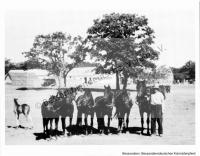  Postkarte - Das Kolonistenpferd 6