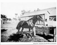  Postkarte - Deutsches Kolonistenpferd aus Baimaklia