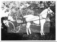  Postkarte - Das Kolonistenpferd 11