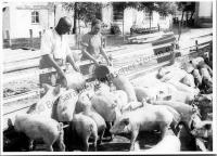  Postkarte - Wirtschaftshof in Teplitz, Schweinefütterung