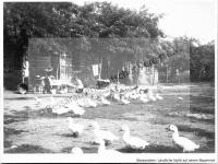  Postkarte - Ländliche Idylle auf dem Bauernhof
