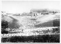  Postkarte - Gänsezucht auf dem Gut Gerstenberger in Amara