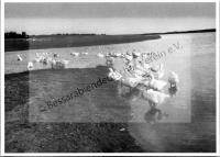 Postkarte - Gänse am Fluß Sarata in Eigenfeld