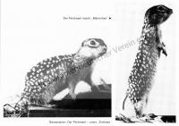  Postkarte - Der Perlziesel, unser "Erdhase"