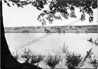  Postkarte - Weidende Viehherde am Steppenflüßchen Sarata