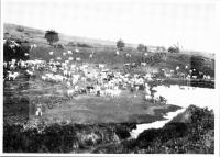  Postkarte - Kälber auf der Weide