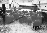  Postkarte - Karakul-Schafherde in Friedensfeld