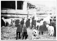  Postkarte - Schafstall, Auslauf für die jungen Lämmer