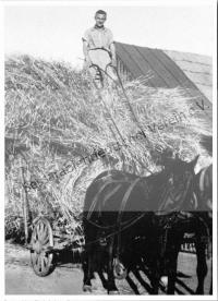 Postkarte - Ein beladener Erntewagen "Harbi"