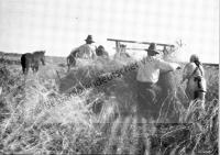  Postkarte - Bei der Ernte mit der Haspelmähmaschine