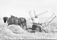  Postkarte - Beim Getreidemähen mit dem Selbstableger