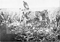  Postkarte - Maisernte