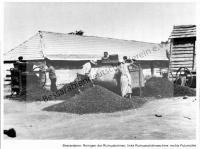  Postkarte - Reinigen der Rizinusbohnen