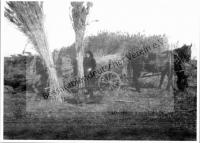  Postkarte - Beim Rohrschneiden (Schilf)