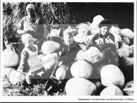  Postkarte - Kürbishaufen am Strohschober in Sarata