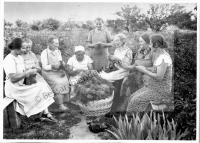  Postkarte - Beim Wollezopfen in geselliger Runde